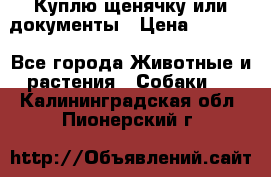 Куплю щенячку или документы › Цена ­ 3 000 - Все города Животные и растения » Собаки   . Калининградская обл.,Пионерский г.